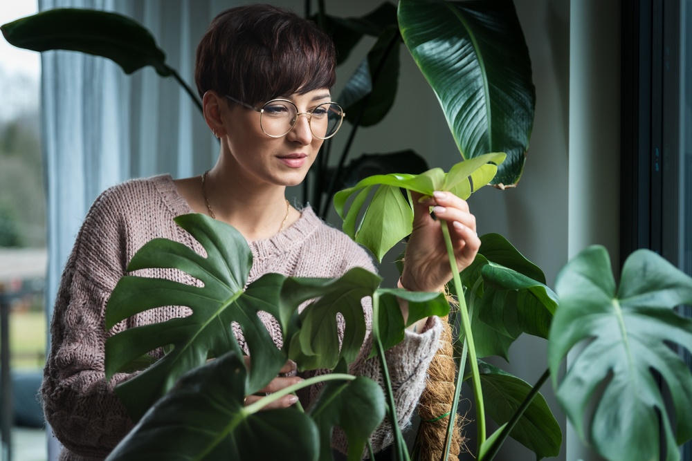 Domowa pielęgnacja monstery