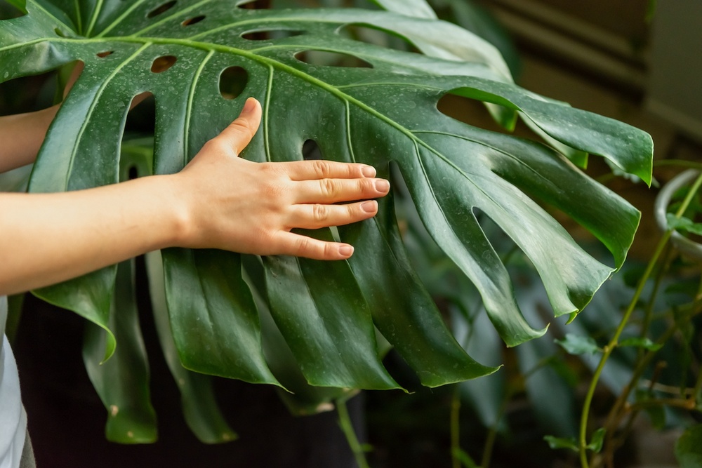 Zdrowy liść monstery 