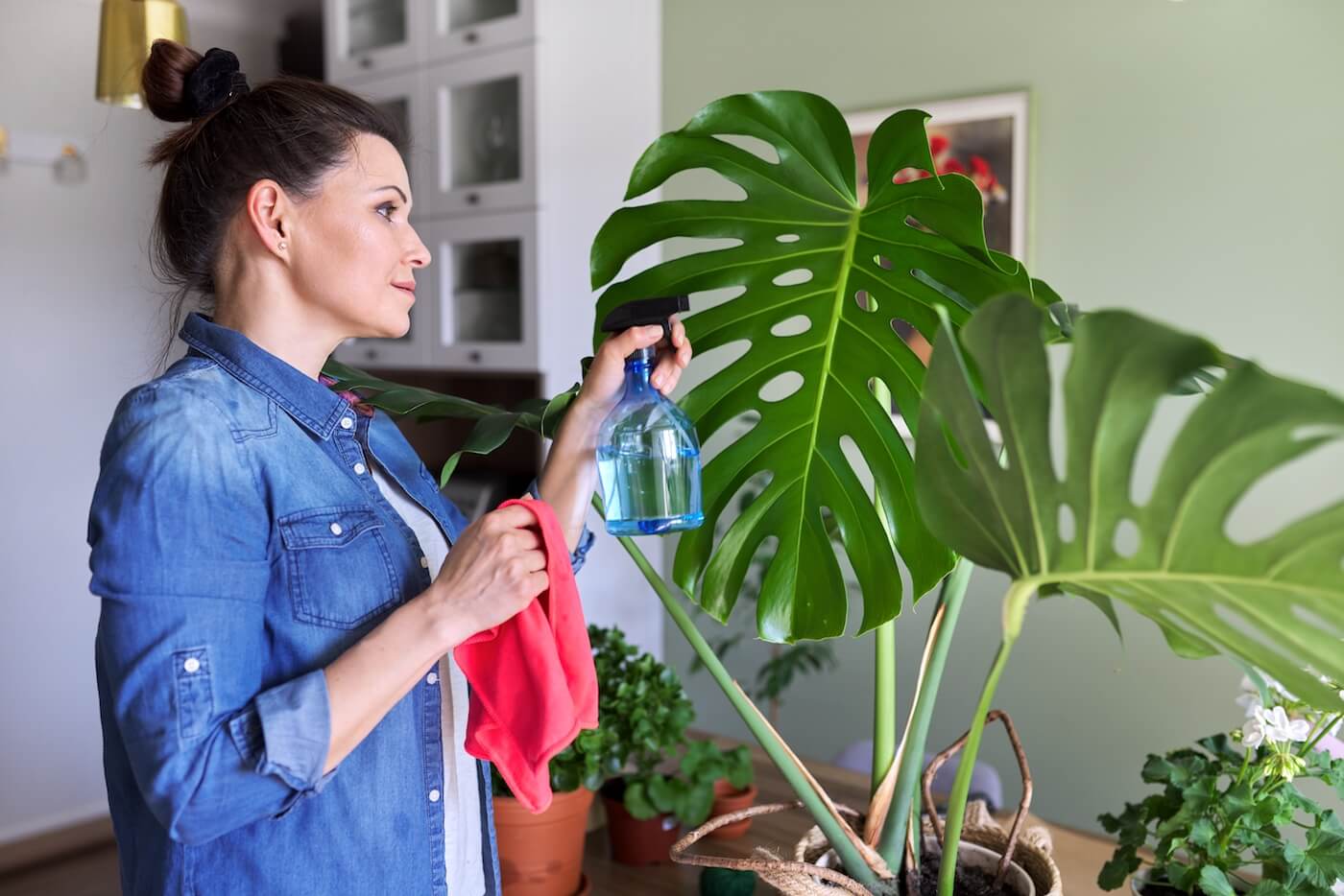 Monstera  jak dba? Pielgnacja i uprawa - sukceskobiety.pl