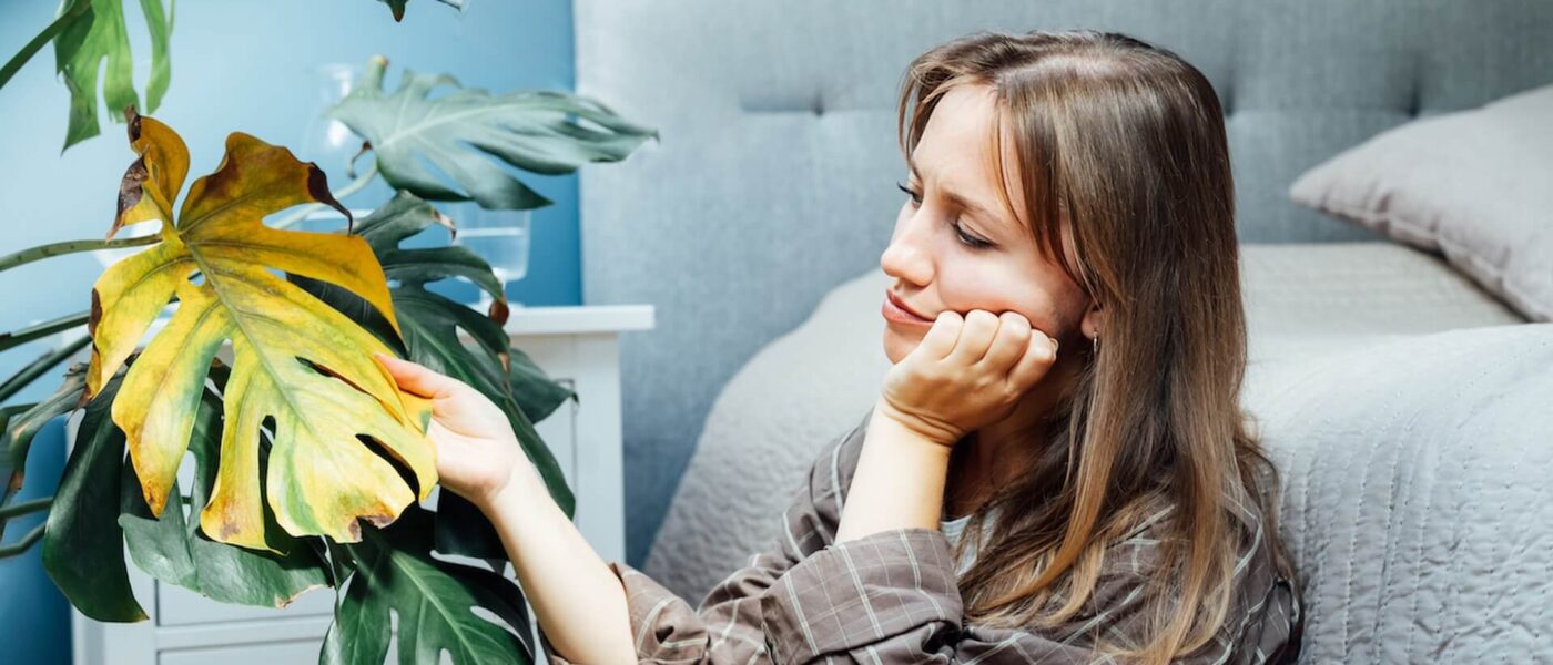 Przelana monstera – co zrobić żeby ją uratować?