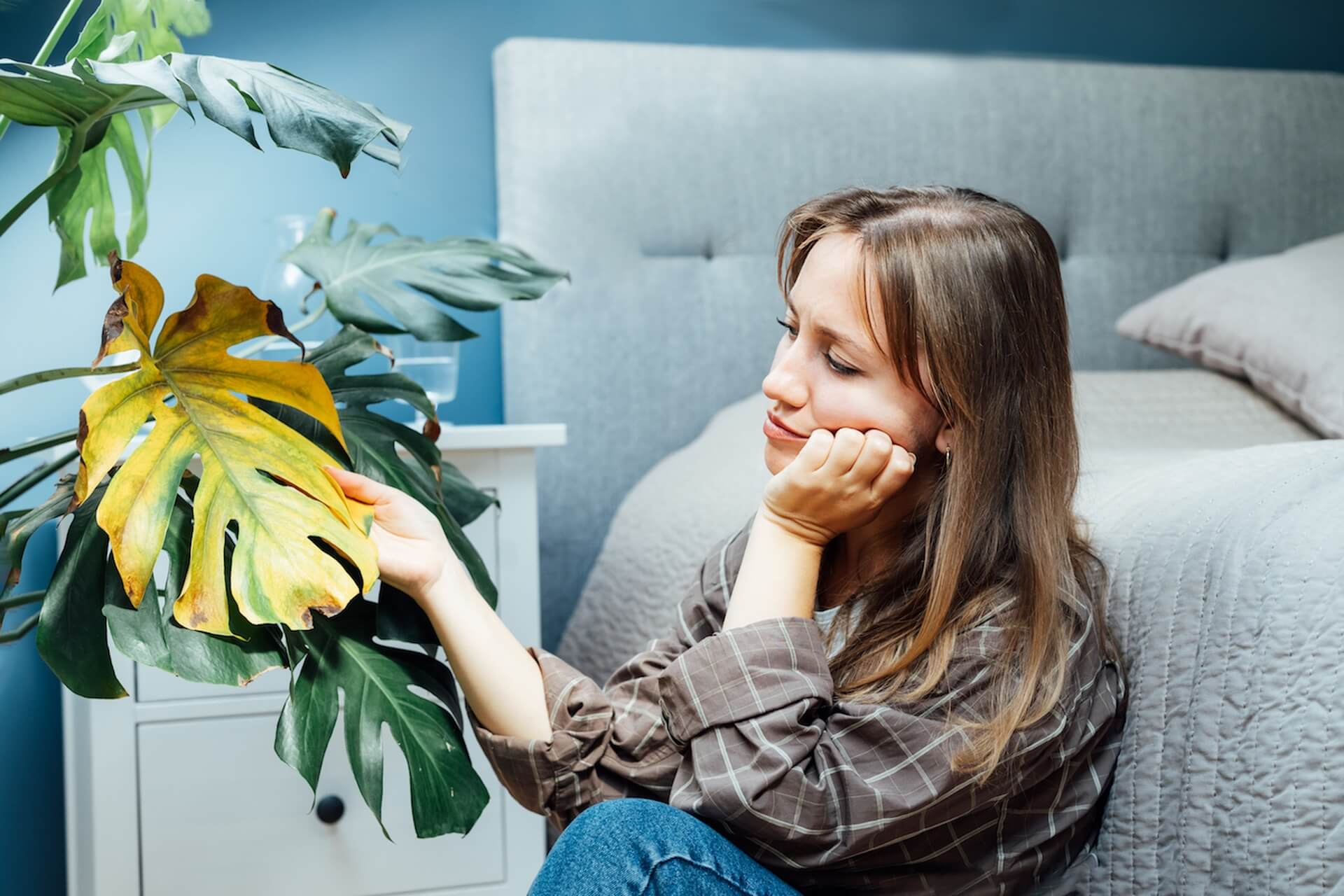 Przelana monstera  co zrobi eby j uratowa? - sukceskobiety.pl
